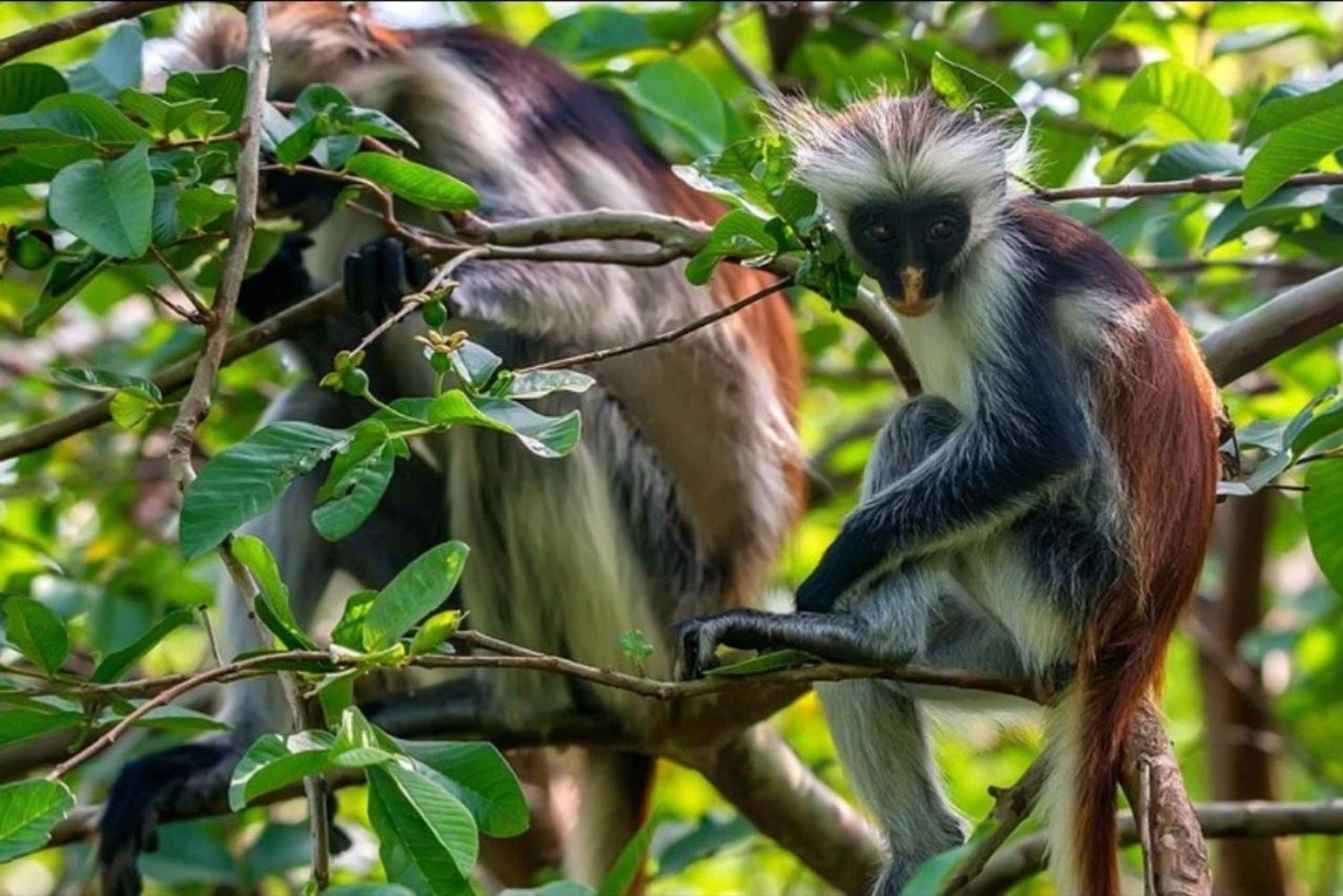 Fazenda de Especiarias, Ilha da Prisão, Stone Town e Santuário de Tartarugas Marinhas