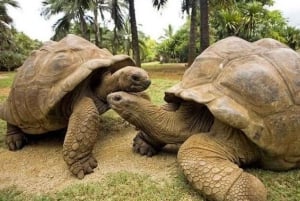 Ферма специй, остров-тюрьма, экскурсия по Стоунтауну + посещение рынка рабов