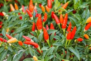 Spice Farm - pimentez votre vie à Zanzibar