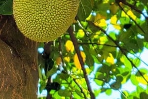 Spice Farm, Stone Town, Prison Island & Nakupenda sand bank