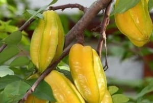 Spice Farm, Stone Town, Prison Island & Nakupenda sand bank
