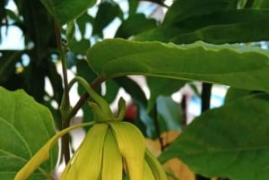 Spice Farm, Stone Town, Prison Island & Nakupenda sand bank