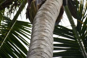 Kryddodling, Stone Town, Prison Island och Nakupenda Sandbank