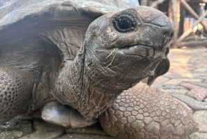 スパイスツアー、地元の学校訪問、プリズン島体験をご案内いたします。