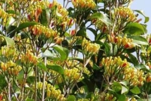 Sansibar: Maustekierros & Stone Town -kävelykierros