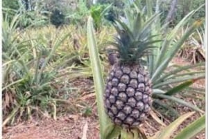 Sansibar: Maustekierros & Stone Town -kävelykierros