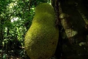 Sansibar: Maustekierros & Stone Town -kävelykierros