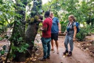 Sansibar: maustekierros