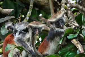 Meritähti-seikkailu, Lounas The Rockissa, Mnemban delfiinikierros