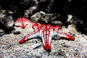 Meritähti-seikkailu, Lounas The Rockissa, Mnemban delfiinikierros