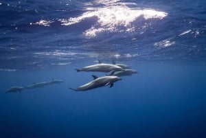 Meritähti-seikkailu, Lounas The Rockissa, Mnemban delfiinikierros