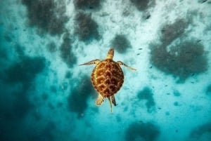 Meritähti-seikkailu, Lounas The Rockissa, Mnemban delfiinikierros