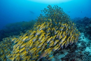 Meritähti-seikkailu, Lounas The Rockissa, Mnemban delfiinikierros