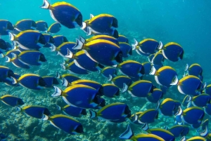 ヒトデツアー、ブルーラグーンシュノーケリング、ザ・ロック、パジェビーチ