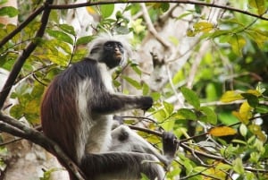 ZANZIBAR:Stone town,prison Island and jozani forest