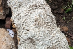 ストーンタウン：ガイド付きショッピング＆ヘリテージツアー