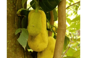 Sansibar: Stone Town & Gewürzplantagen-Tour mit lokalem Mittagessen