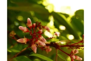 Sansibar: Stone Town & Gewürzplantagen-Tour mit lokalem Mittagessen