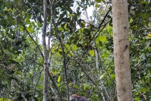 Stone Town, The Rock Restaurant, bosque de Jozani y cueva de Salam