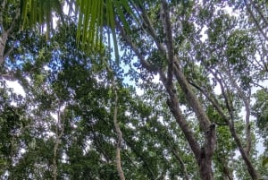 Stone Town, The Rock Restaurant, bosque de Jozani y cueva de Salam