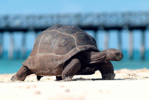 Stone Town Tour, Prison Island & Nakupenda med BBQ-lunch