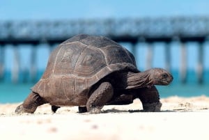 Wycieczka po Kamiennym Mieście, Prison Island i Nakupenda z lunchem z grilla