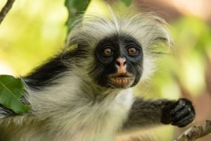 Stone Town Tour met lunchpauze