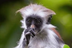 Stone Town Tour met lunchpauze