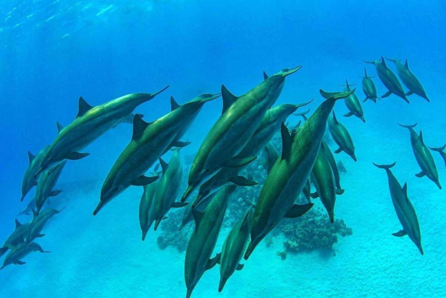 Nager avec les tortues de mer, grotte de Kuza, plage de Paje, déjeuner à The Rock