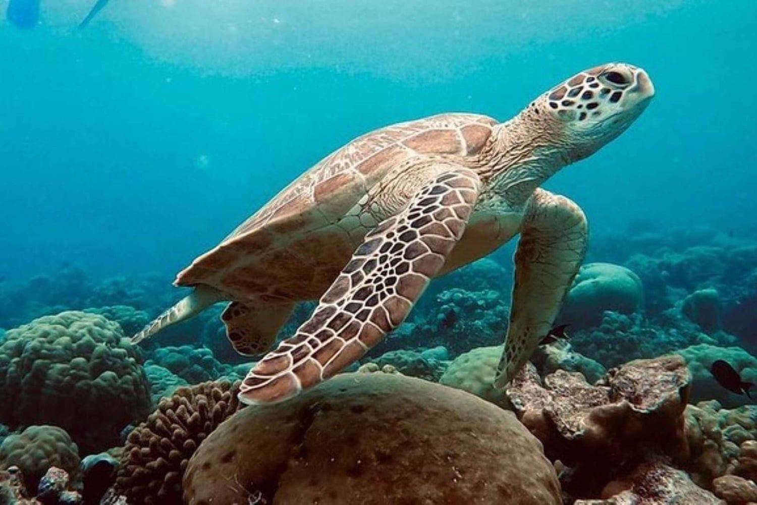 Pływanie z żółwiami morskimi, jaskinia Kuza, plaża Paje, lunch w restauracji The Rock