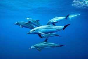 Zwemmen met zeeschildpadden, Kuza Grot, Paje Strand, De Rotslunch