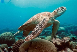 Zwemmen met zeeschildpadden, Kuza Grot, Paje Strand, De Rotslunch