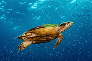 Zwemmen met zeeschildpadden, Kuza Grot, Paje Strand, De Rotslunch