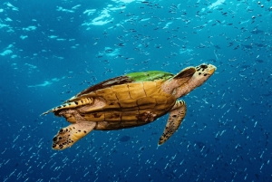 Pływanie z żółwiami morskimi, jaskinia Kuza, plaża Paje, lunch w restauracji The Rock