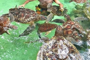 Поплавайте с черепахами в пещере Салам и посетите ресторан The Rock