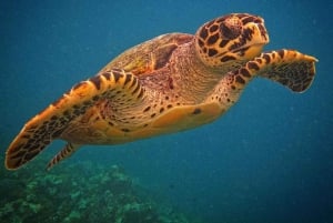 Swim with Turtles, Starfish Adventure, The Rock, Paje Beach