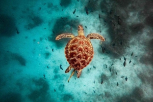 Swim with Turtles, Starfish Adventure, The Rock, Paje Beach
