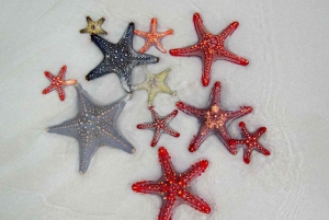 Swim with Turtles, Starfish Adventure, The Rock, Paje Beach