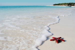 Swim with Turtles, Starfish Adventure, The Rock, Paje Beach