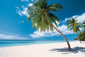 Swim with Turtles, Starfish Adventure, The Rock, Paje Beach