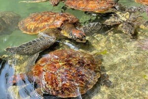 Swimming & Feeding Turtles in Aquarium, zanzibar