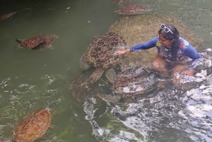Swimming & Feeding Turtles in Aquarium, zanzibar
