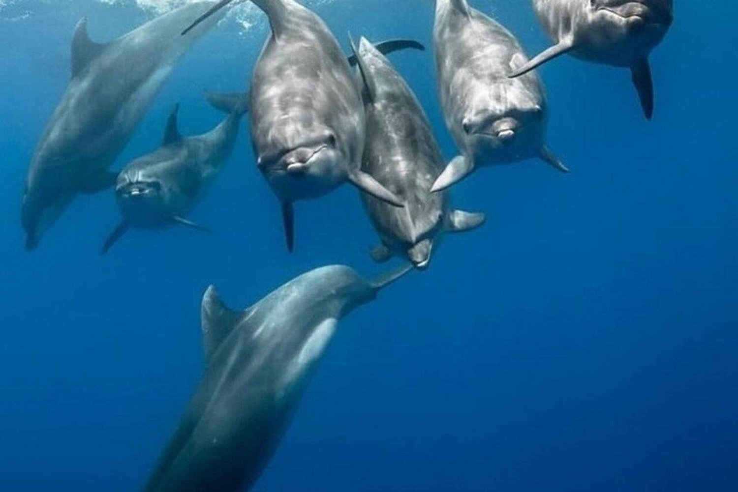 Uinti delfiinien kanssa ja snorklaus Kizimakazissa