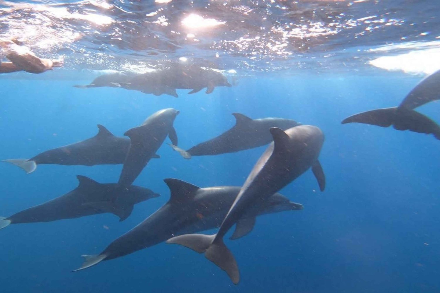 swimming with dolphin in kizimkazi zanzibar