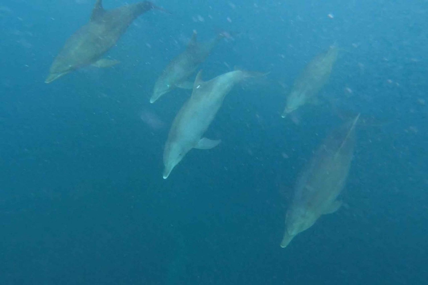 swimming with dolphin in kizimkazi zanzibar