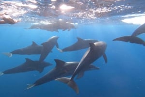 swimming with dolphin in kizimkazi zanzibar