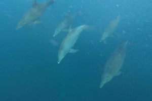 swimming with dolphin in kizimkazi zanzibar