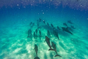 Zwemmen met dolfijnen in Kizimkazi + snorkelen