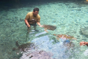 Zwemmen met dolfijnen in Kizimkazi + snorkelen