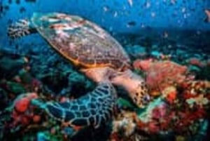 サラム洞窟、ムテンデビーチ、ザ・ロックでウミガメと泳ぎましょう